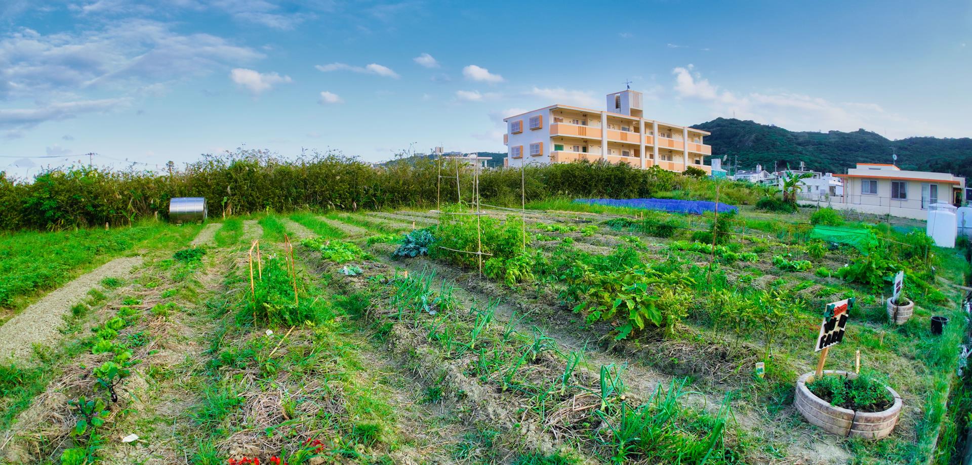 新里いきいき農園 沖縄県南城市佐敷新里 レンタル農場